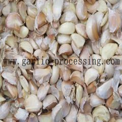 The conveyor belt of garlic classifier should be adjusted carefully