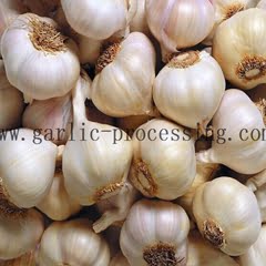 What are the main factors that affect the accuracy of Garlic separator?