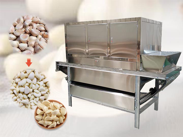 Chain-type peeling machine | Commercial garlic peeler